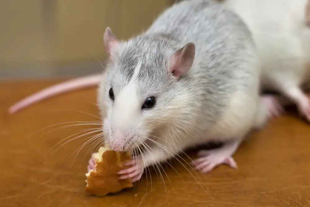 What Kind of Food do Pet Rats Eat?