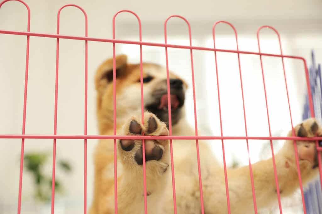 Secure a puppy playpen